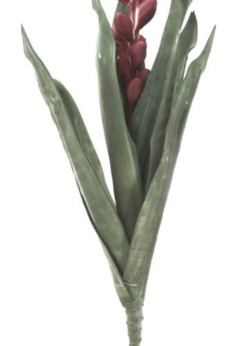 ALOE FLOWER ROSA CM Ø 23X93 MIN 10